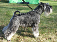 Gimli