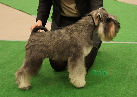 Rulle