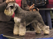 Trixa @ specialty show Turku 2013