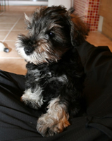Gimli