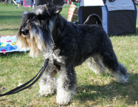 Gimli