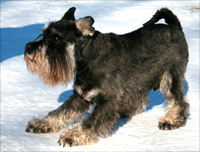 Gimli