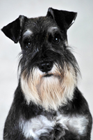 Gimli