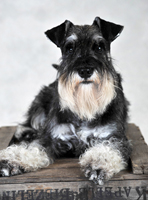 Gimli, porträtt