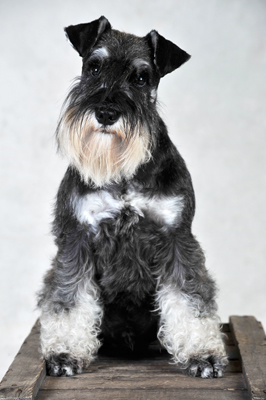 Gimli