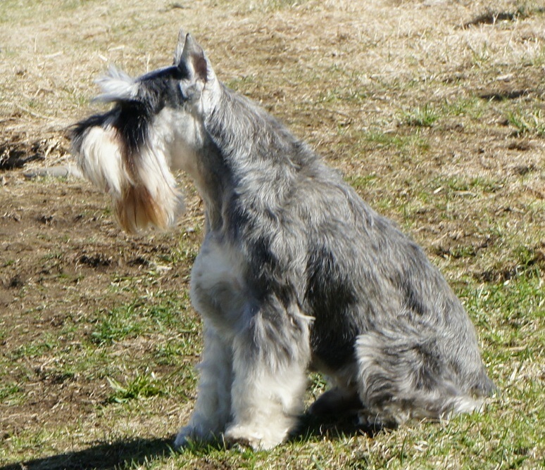 Gunner
