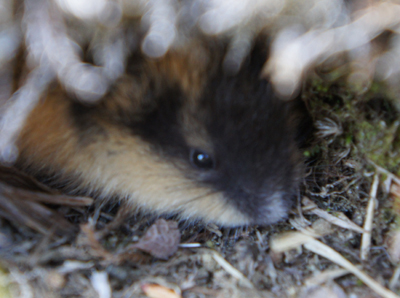Lemming hiding